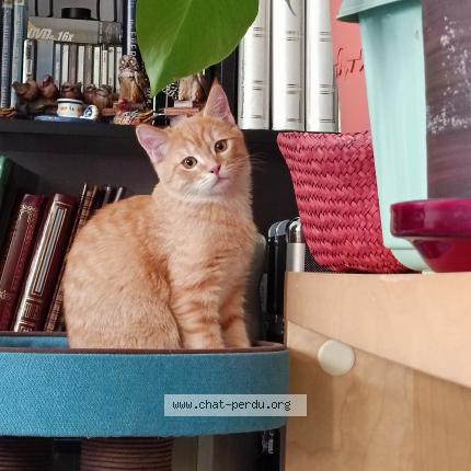 Photo de chat perdu à Clermont Ferrand