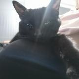 Photo de chat perdu à Cergy