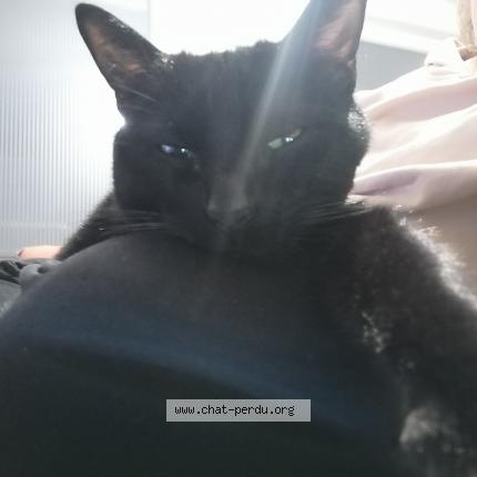 Photo 1/1 Chat retrouvé Perdu à Cergy