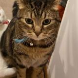 Photo de chat perdu à Poitiers