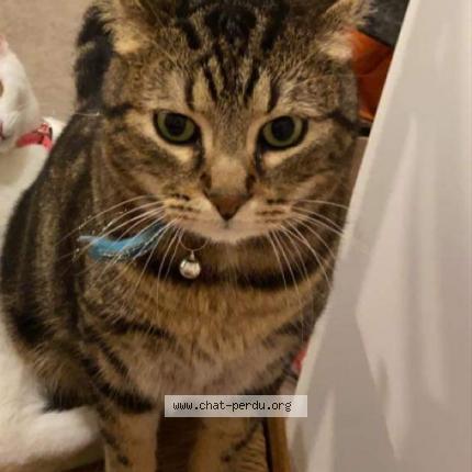 Photo de chat perdu à Poitiers
