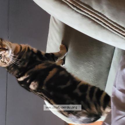 Photo de chat perdu à Trentels