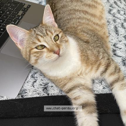 Photo de chat perdu à Genouille