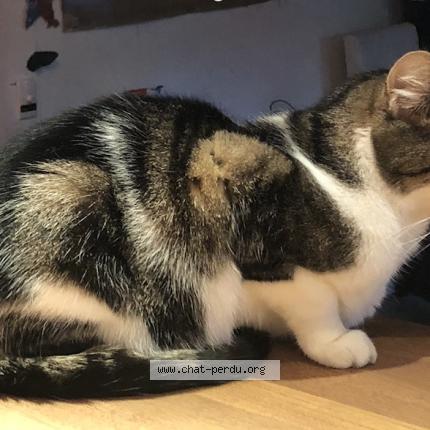 Photo 1/1 Chat retrouvé Perdu à Paris