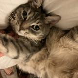 Photo de chat perdu à Nantes