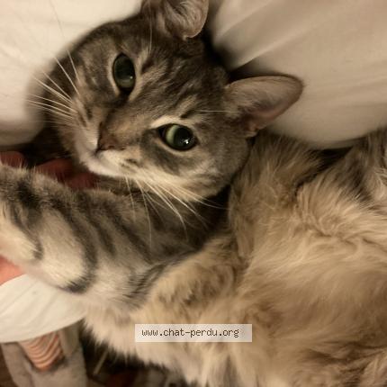 Photo 1/1 Chat retrouvé Perdu à Nantes