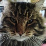 Photo de chat perdu à Remilly Les Marais