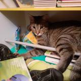 Photo de chat perdu à Chenove