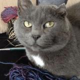 Photo de chat perdu à Saint Etienne