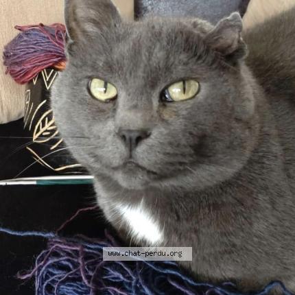 Photo 1/1 Chat retrouvé Perdu à Saint Etienne