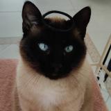 Photo de chat perdu à Sevremont St Michel Mont Mercur