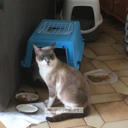 Photo 1/1 Chat retrouvé Trouvé à Franconville