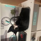 Photo de chat perdu à Magny Saint Medard