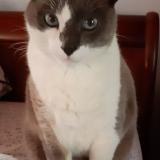 Photo de chat perdu à Villeneuve Sur Lot