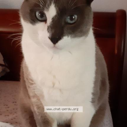 Photo 1/1 Chat retrouvé Perdu à Villeneuve sur lot