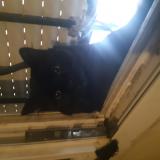 Photo de chat perdu à Sevran