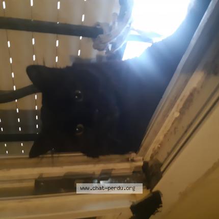 Photo 1/1 Chat retrouvé Perdu à Sevran