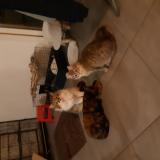 Photo de chat perdu à Carces