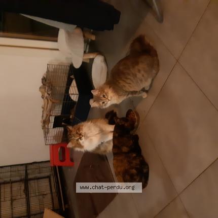 Photo 1/1 Chat retrouvé Perdu à Carces
