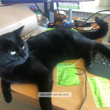 Photo 1/1 Loki Chat perdu à Mazieres de touraine