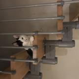 Photo de chat perdu à Peronnas