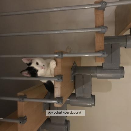 Photo 1/1 Chat retrouvé Perdu à Peronnas
