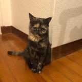 Photo de chat perdu à Villepinte