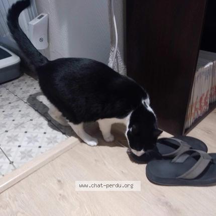 Photo de chat perdu à Lyon