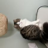 Photo de chat perdu à Saint Maurice De Beynost