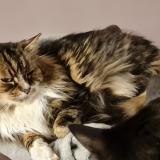 Photo de chat perdu à Les Essarts Le Roi