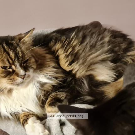 Photo 1/1 Chat retrouvé Perdu à Les essarts le roi