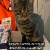 Photo de chat perdu à Sorbiers