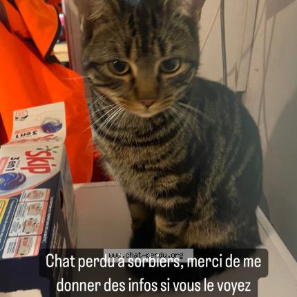 Photo 1/1 Chat retrouvé Perdu à Sorbiers