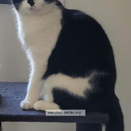 Photo de chat perdu à Creon