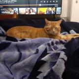 Photo de chat perdu à Montpellier