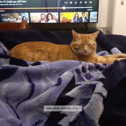 Photo de chat perdu à Montpellier