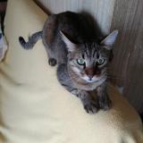 Photo de chat perdu à Lognes