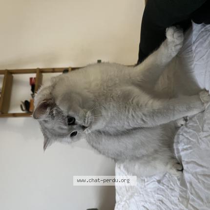 Photo 1/1 Chat retrouvé Perdu à Paris
