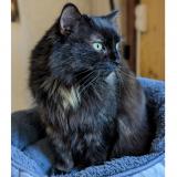 Photo de chat perdu à Soreze