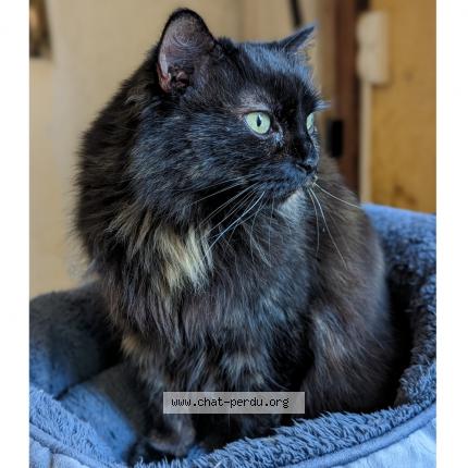 Photo de chat perdu à Soreze