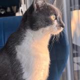 Photo de chat perdu à Boves