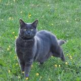 Photo de chat perdu à Ifs