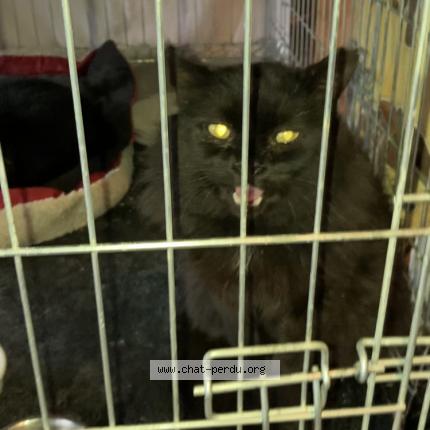 Photo 1/1 Chat retrouvé Perdu à St simeon de bressieux