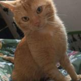 Photo de chat perdu à Lattes