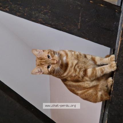 Photo de chat perdu à Tourcoing