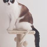 Photo de chat perdu à Plougastel Daoulas