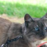 Photo de chat perdu à Argol