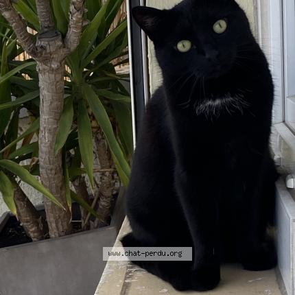 Photo de chat perdu à Suresnes