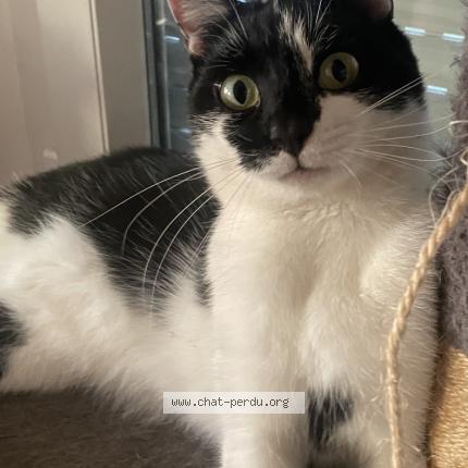 Photo 1/1 Chat retrouvé Perdu à Hallennes lez haubourdin