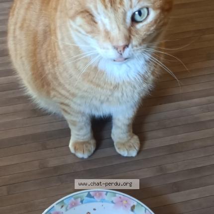Photo de chat perdu à Cressia La Crochere